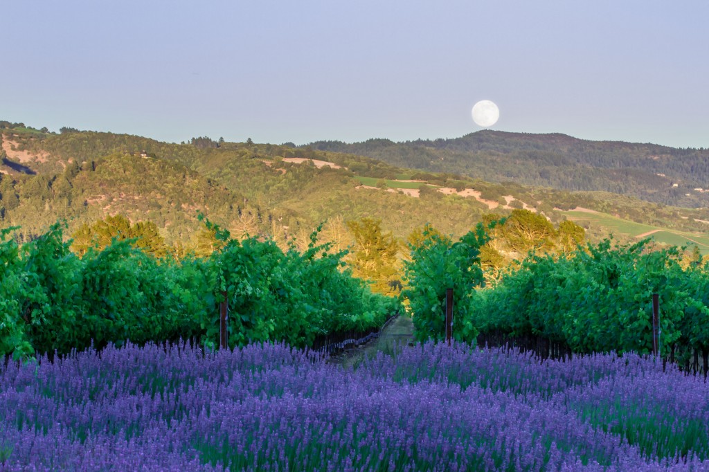 Full Moon @ St. Francis Winery