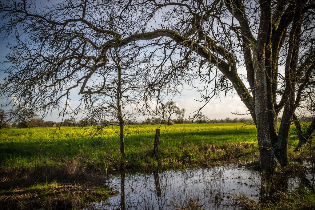 Mustard Fields - Sonoma County-1