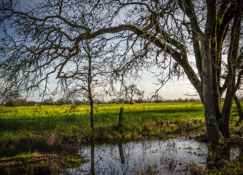 Sonoma County Mustard Fields 1- Adrian Tamblin Photography