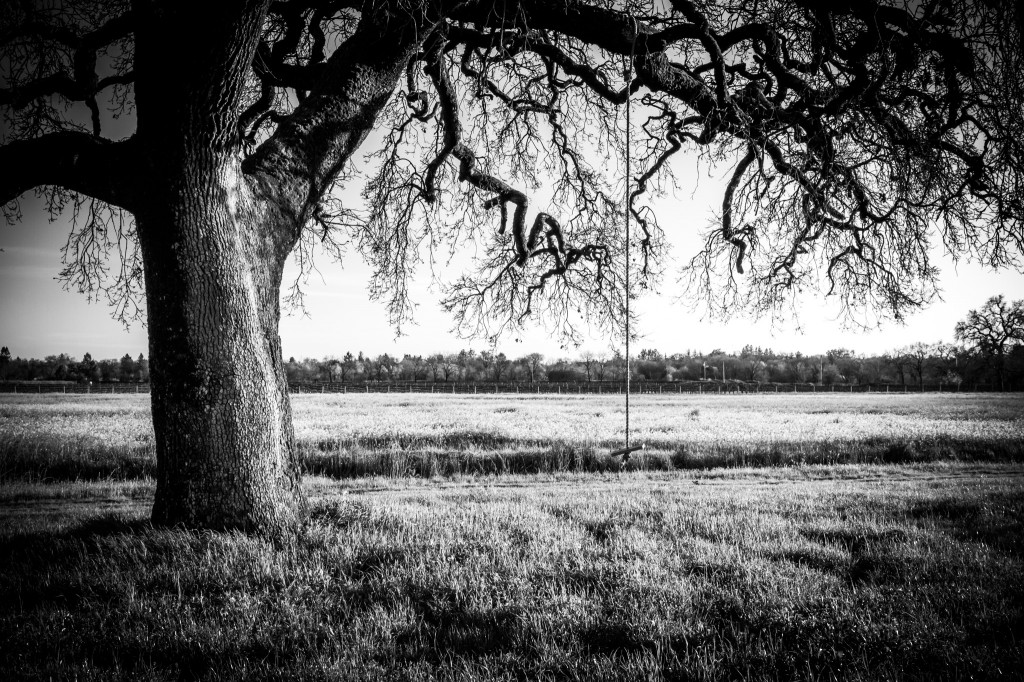 Mustard Fields - Sonoma County-10