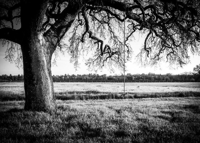 Sonoma County Mustard Fields 10 - Adrian Tamblin Photography