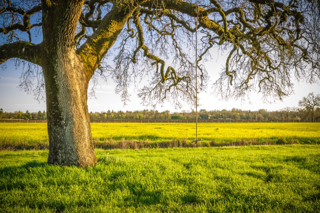 Mustard Fields - Sonoma County-11