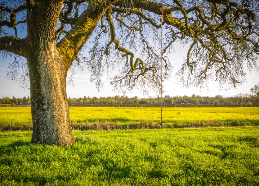 Sonoma County Mustard Fields 11 - Adrian Tamblin Photography