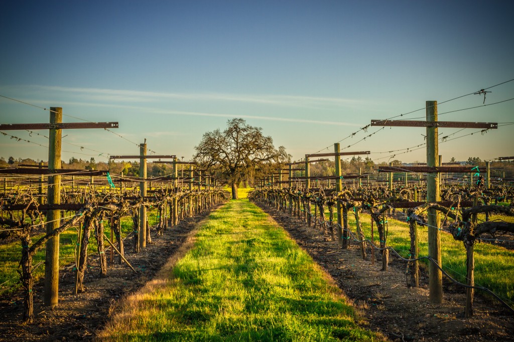 Mustard Fields - Sonoma County-12