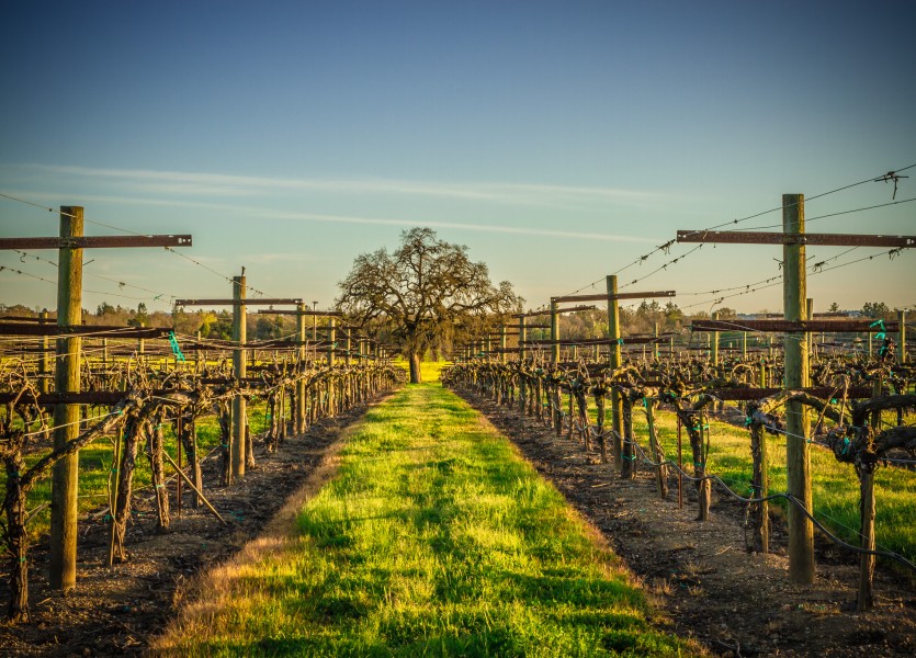 Sonoma County Mustard Fields 12 - Adrian Tamblin Photography