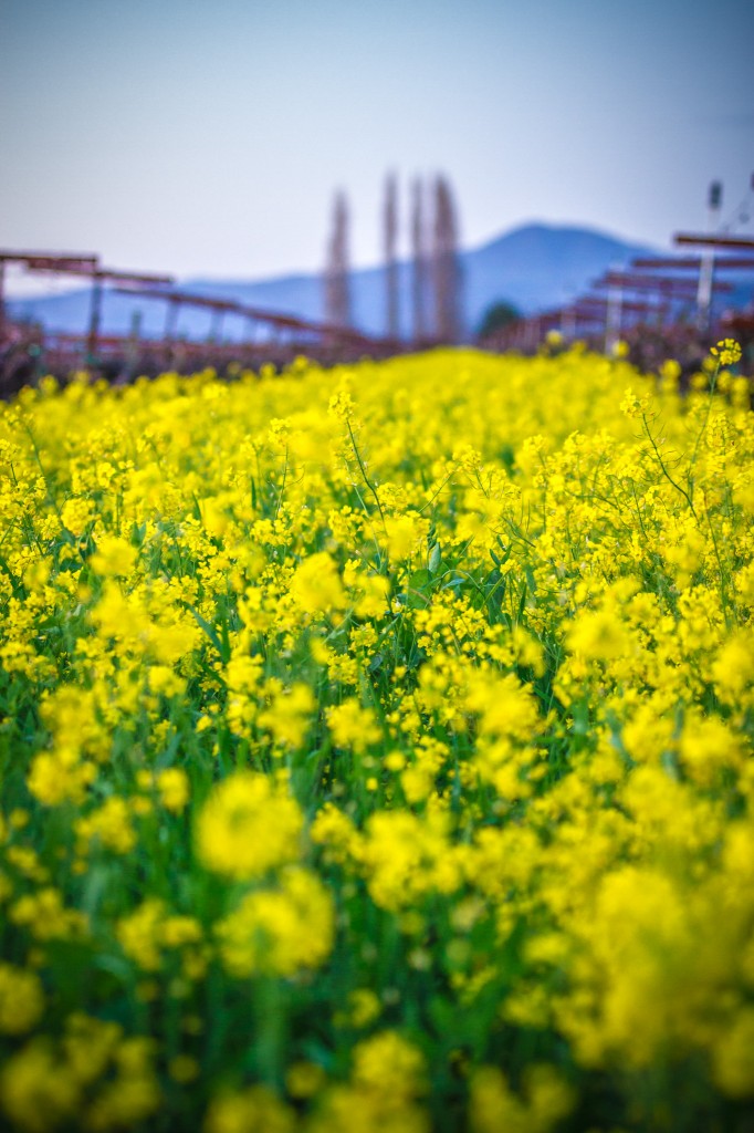 Mustard Fields - Sonoma County-13