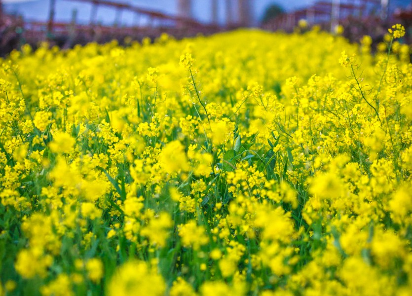 Sonoma County Mustard Fields 13 - Adrian Tamblin Photography