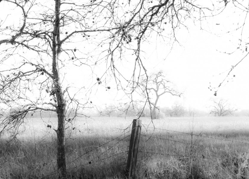 Sonoma County Mustard Fields 2 - Adrian Tamblin Photography