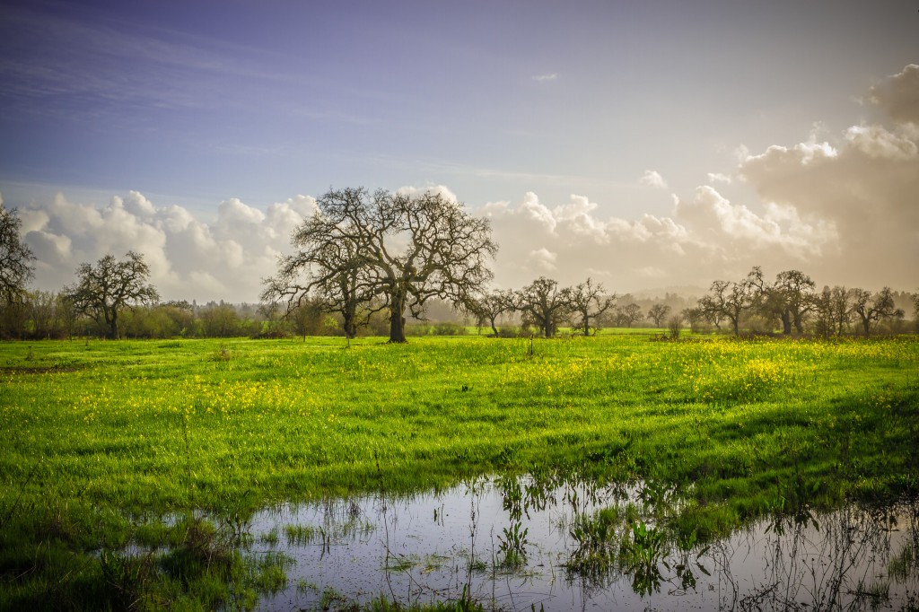 Mustard Fields - Sonoma County-3