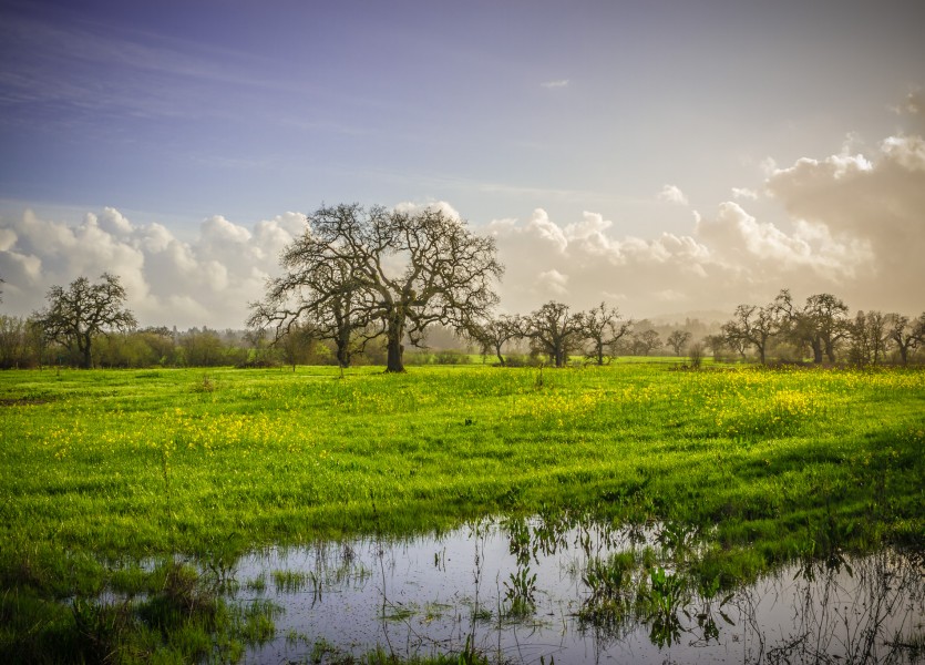 Sonoma County Mustard Fields 3 - Adrian Tamblin Photography