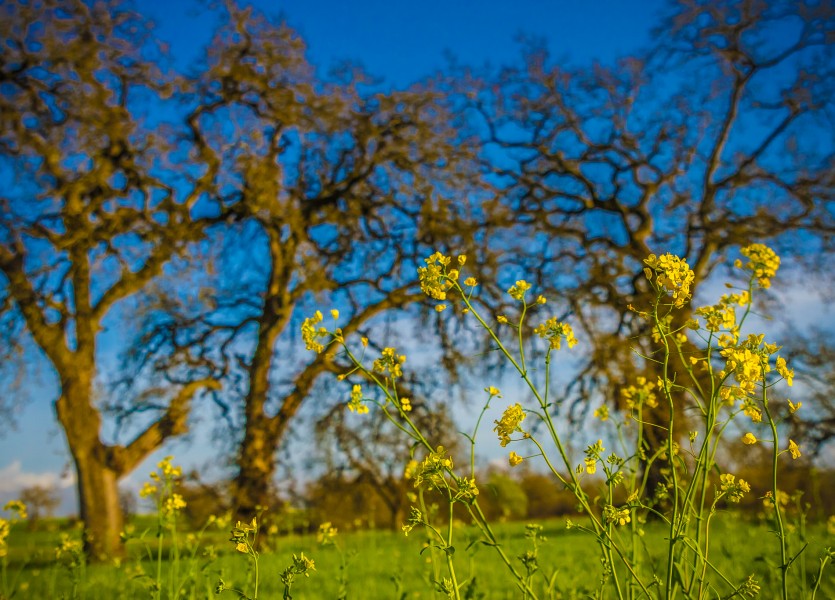 Sonoma County Mustard Fields 4 - Adrian Tamblin Photography