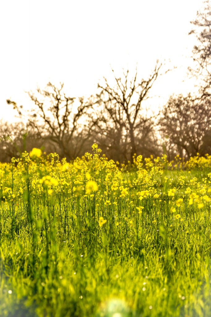 Mustard Fields - Sonoma County-5