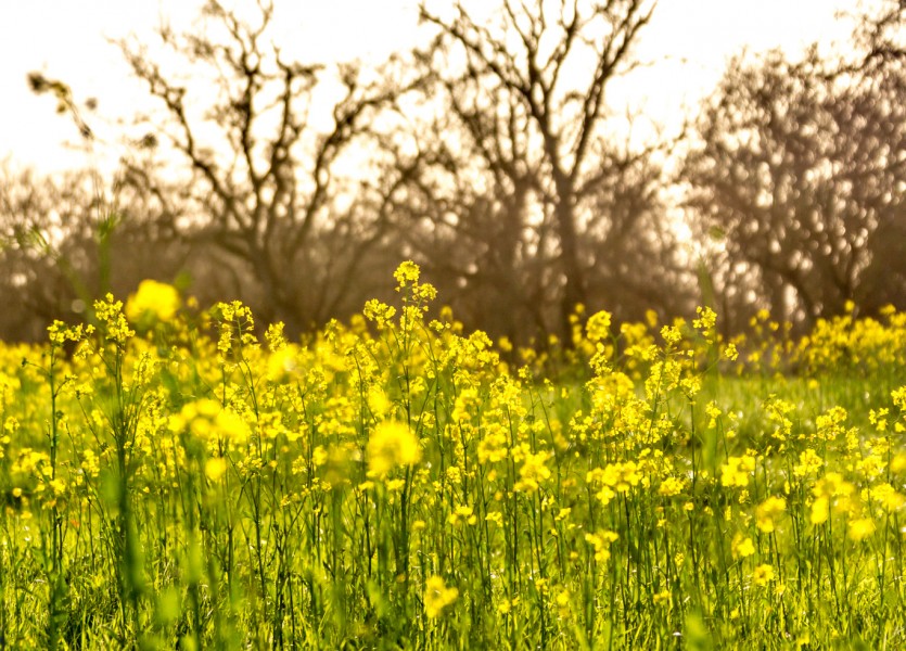 Sonoma County Mustard Fields 5 - Adrian Tamblin Photography