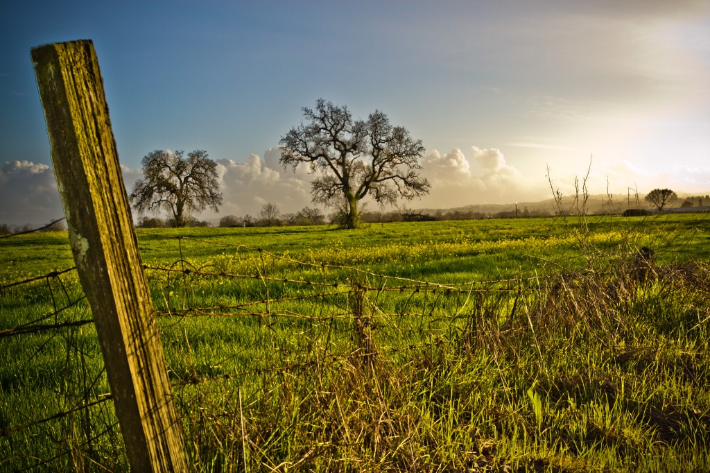 Mustard Fields - Sonoma County-6