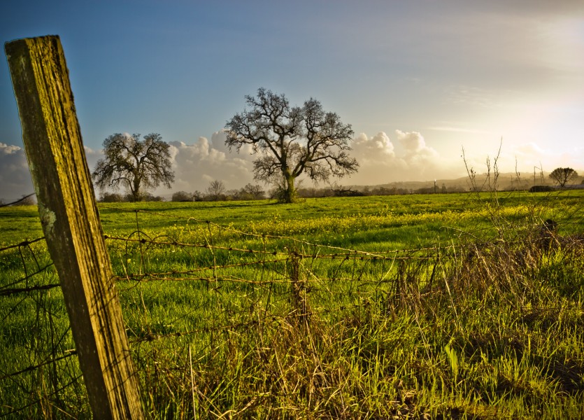 Sonoma County Mustard Fields 6 - Adrian Tamblin Photography