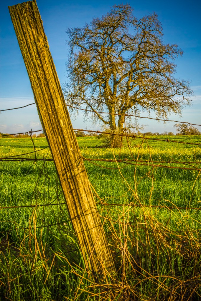 Mustard Fields - Sonoma County-7