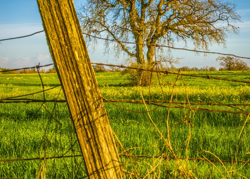 Sonoma County Mustard Fields 7 - Adrian Tamblin Photography