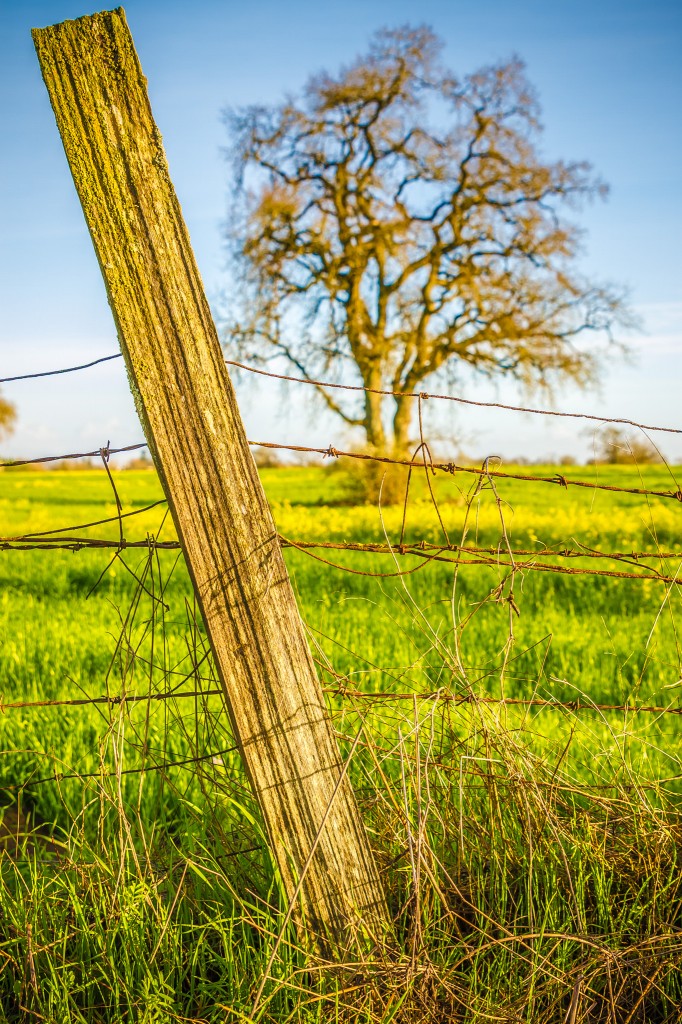 Mustard Fields - Sonoma County-8