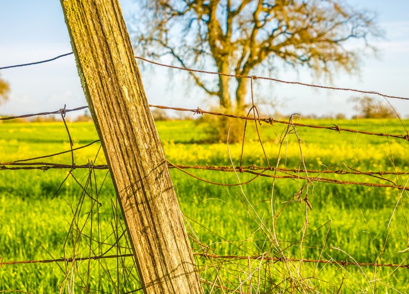 Sonoma County Mustard Fields 8 - Adrian Tamblin Photography