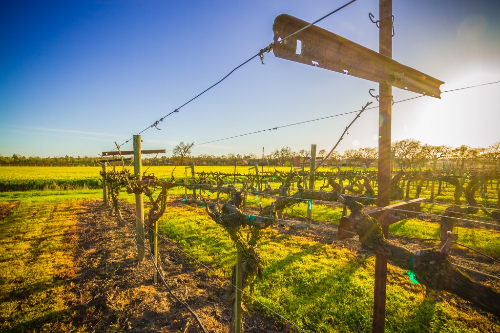 Mustard Fields - Sonoma County-9