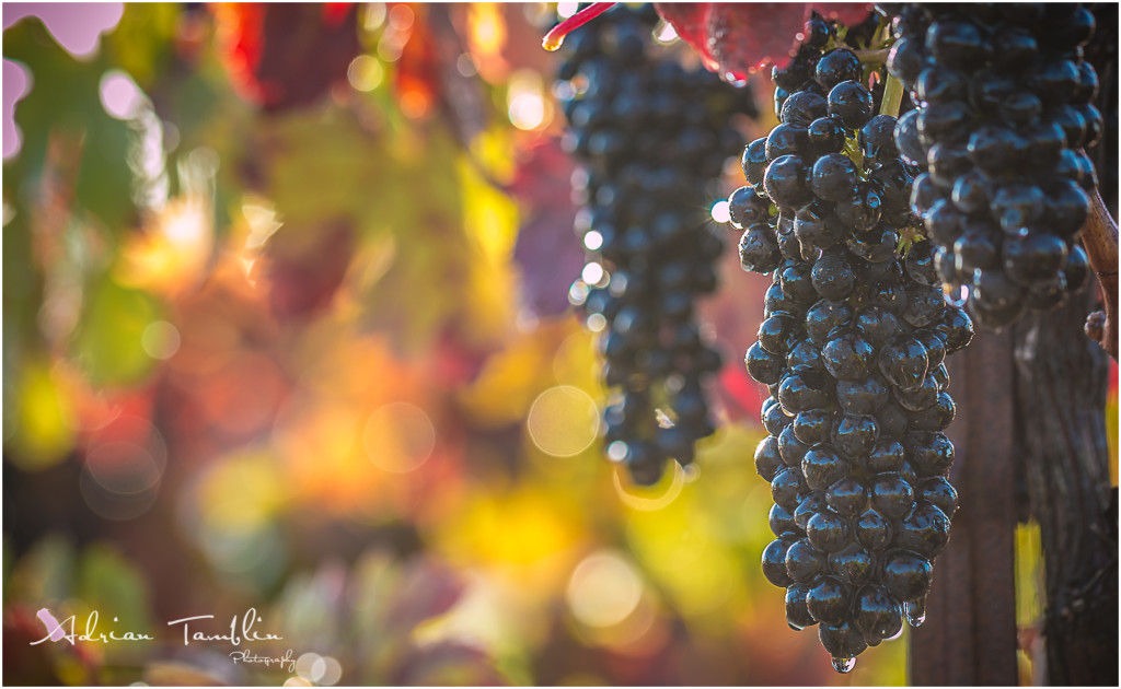 Grape Vines in Wine County