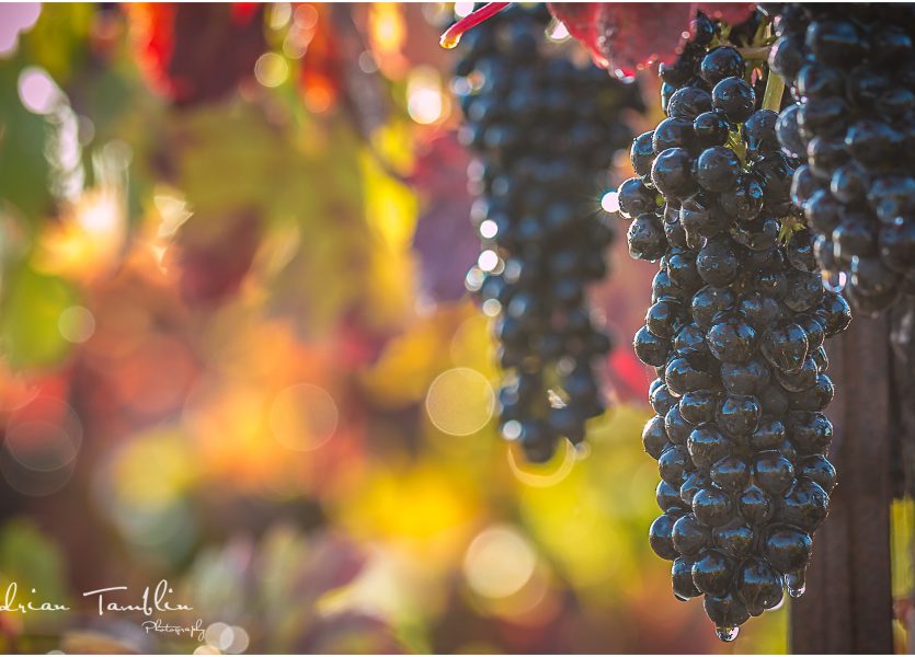 Grape Vines in Wine County