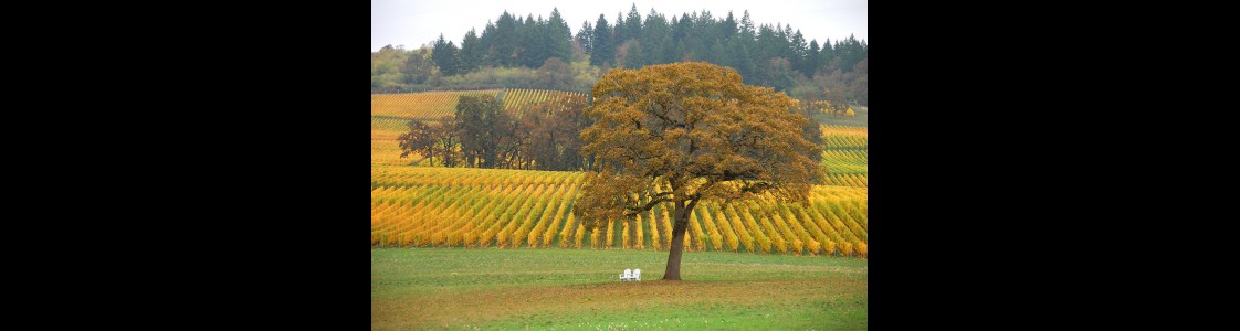 The Top Breathtaking Views Of Napa Valley