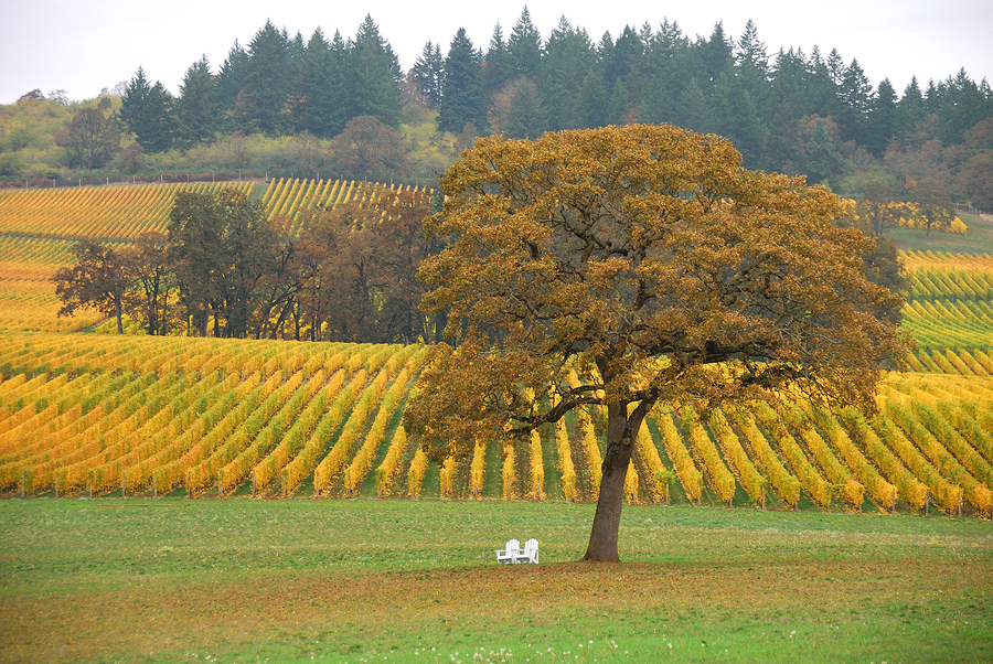 Best Views For Napa Valley Wedding