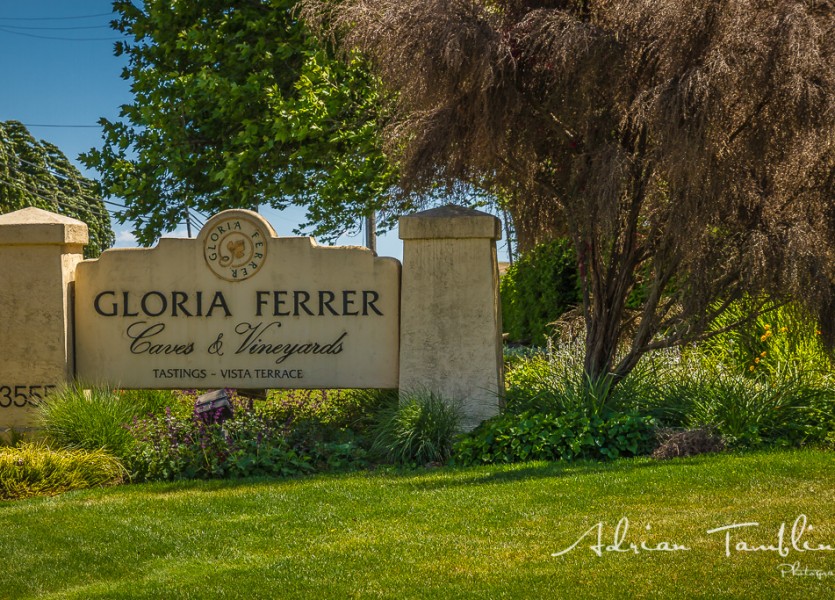 Gloria Ferrer Winery and Caves   Sarah and Justin   Adrian Tamblin Photography 4880