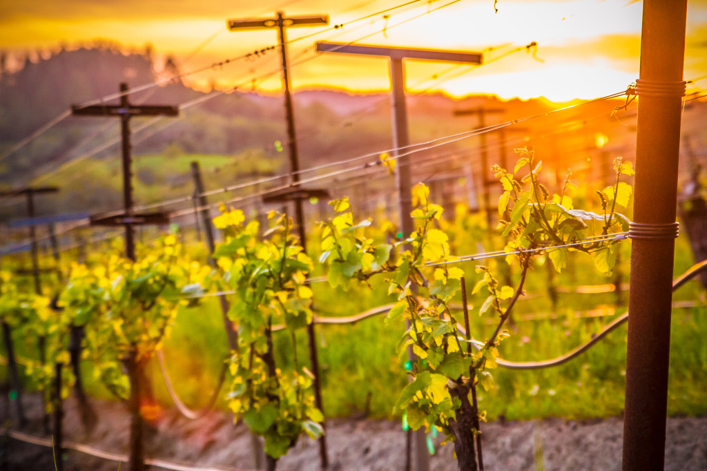 Grapexchange - Napa Valley - Connecting buyers and sellers or bulk grapes-2738