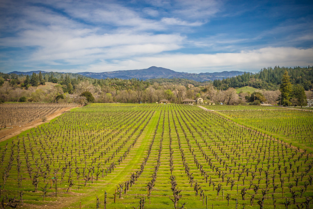 Grapexchange - Sell Wine Grapes - Vineyards - County of Sonoma-2103