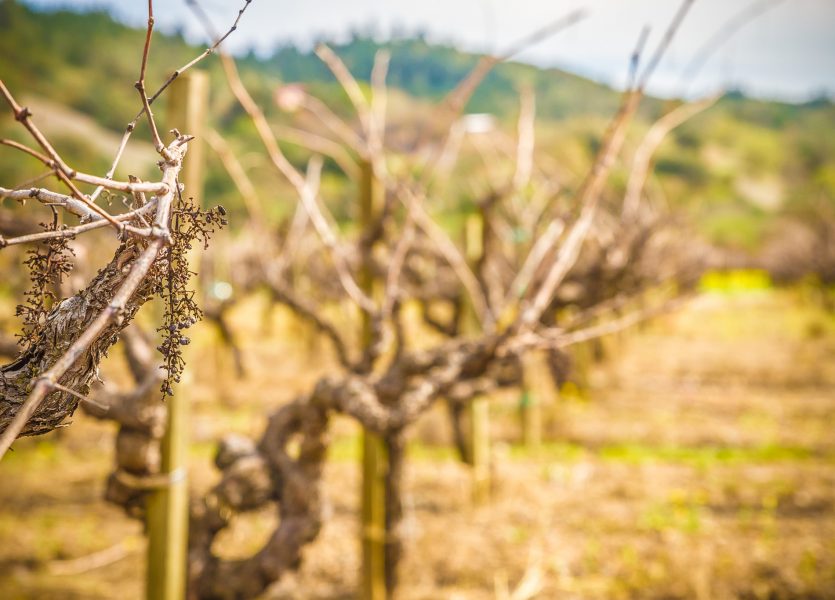 Sonoma County Wine Grapes Vineyards AVA Sonoma County 2108