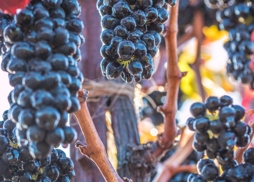 Wine Grapes on the vine   Vineyards   Cab 7688